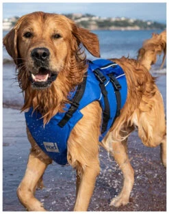 Red Paddle Co. Red Paddle Co Dog Buoyancy Aid 23 Red Paddle Co. Red Paddle Co Dog Buoyancy Aid -Sports Nautiques Boutique red paddle co dog buoyancy aid blue xs 330 480 mm blue 6